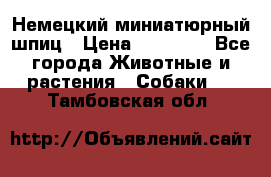Немецкий миниатюрный шпиц › Цена ­ 60 000 - Все города Животные и растения » Собаки   . Тамбовская обл.